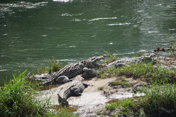 Crocodile Park